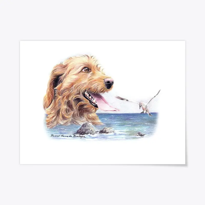 Basset Fauve de Bretagne