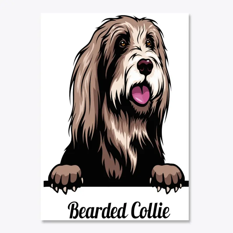 Bearded Collie