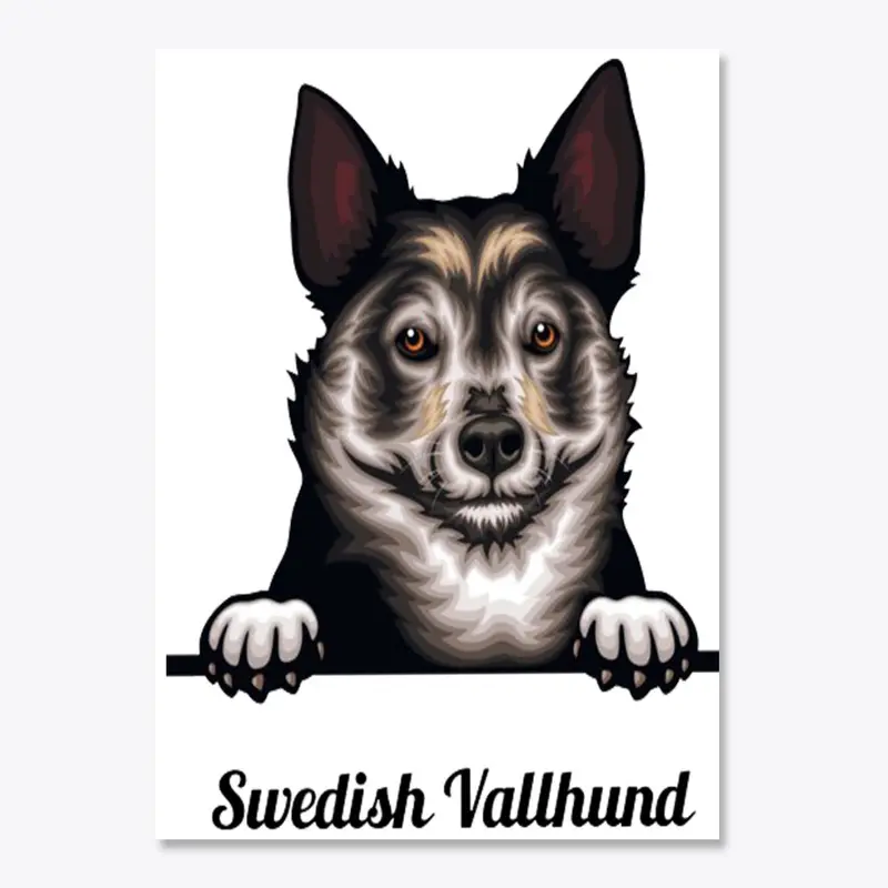 Swedish Vallhund